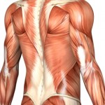 back_muscles