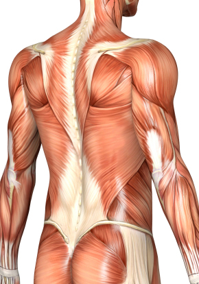 Lower Back Muscles : Muscle and ligament pain in the lower back
