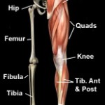 muscles_skeleton_legs_front
