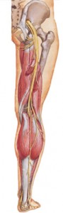 Injury rehab massage therapists for sciatica or sciatic nerve discomfort in the glutes, lower back, hamstrings or back of the leg. We treat painful sciatica. This nerve compression may be caused by a bulging or herniated disc, lumbar compression or piriformis syndrome. Boulder, Broomfield, Louisville, Westminster, Gunbarrel, Denver.